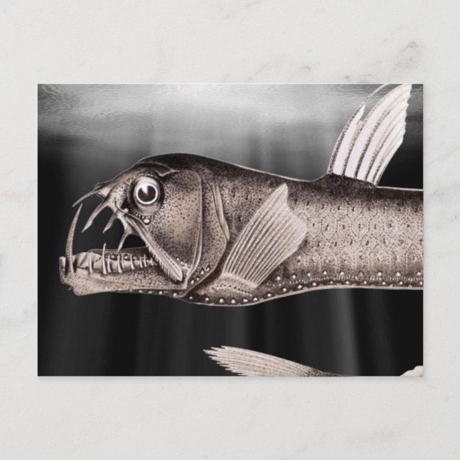 Viperfish Postcards (Front)