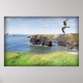 Virgin rock gulls in an updraught poster
