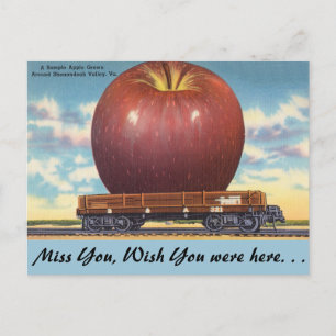 Virginia, Apple, Shenandoah Valley Postcard