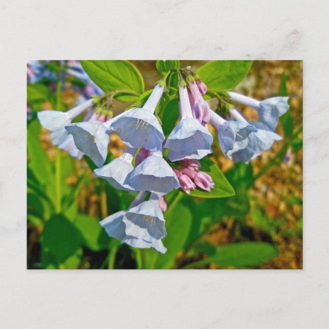 Virginia Bluebells Coordinated Items Postcard (Front)