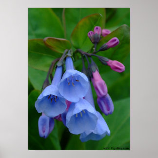 Virginia Bluebells, Poster