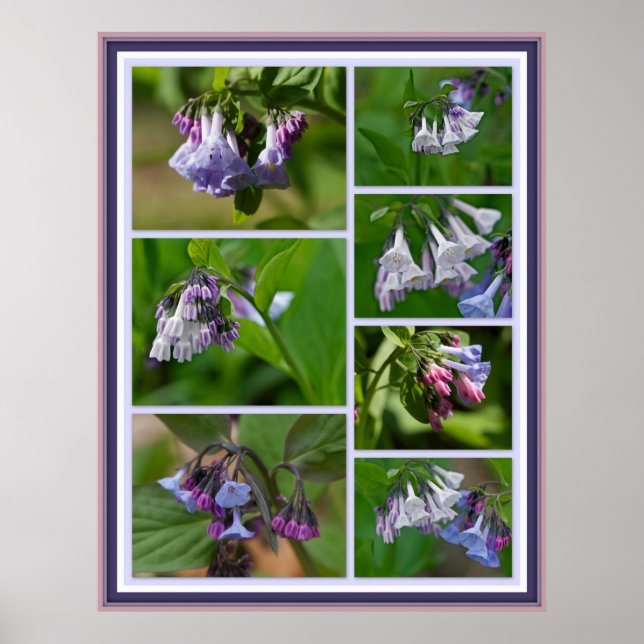 Virginia Bluebells Wildflowers Poster (Front)