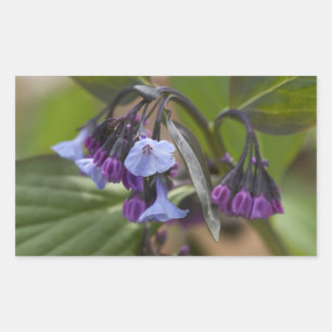 Virginia Bluebells Wildflowers Rectangular Sticker