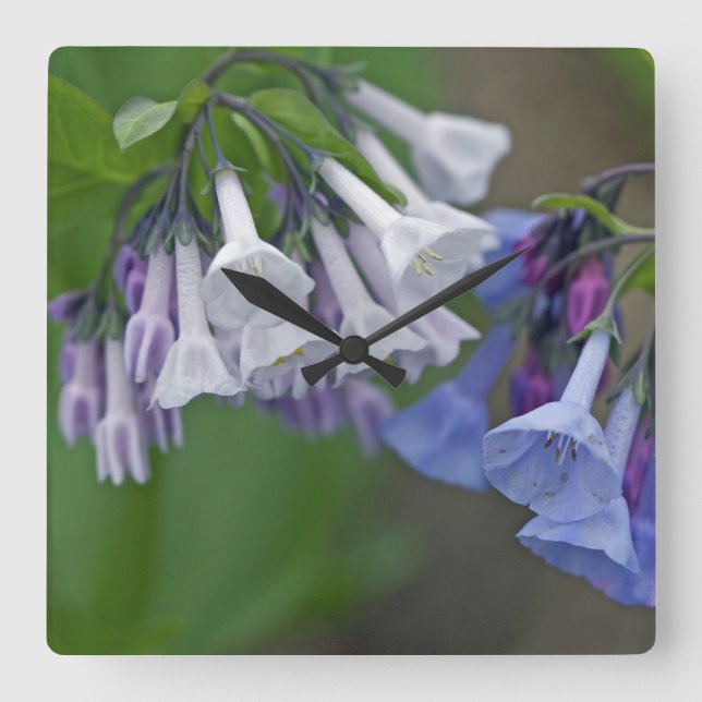 Virginia Bluebells Wildflowers Square Wall Clock (Front)