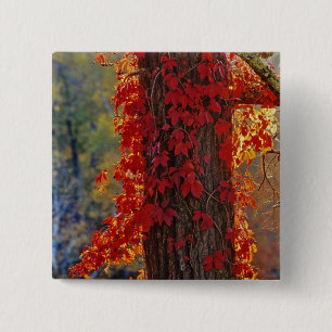 Virginia Creeper bright red in autumn at 15 Cm Square Badge