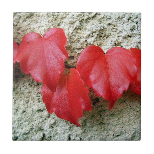 Virginia Creeper Leaves Ceramic Tile (Front)