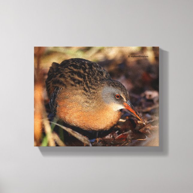 Virginia Rail in the Underbrush Canvas Print (Front)