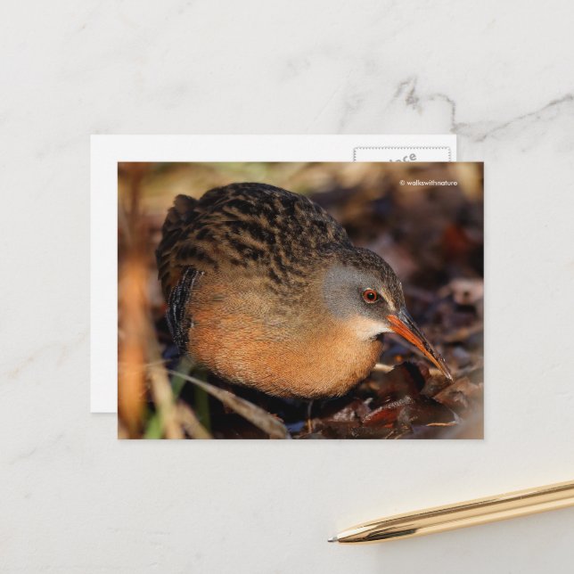 Virginia Rail Waterbird in Underbrush Postcard (Front/Back In Situ)