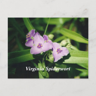 Virginia Spiderwort Postcard