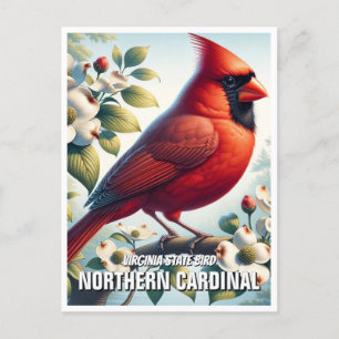 Virginia State Bird Northern Cardinal Postcard
