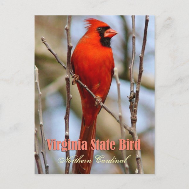 Virginia State Bird - Northern Cardinal Postcard (Front)