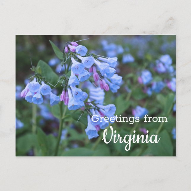 Virginia State Bluebell Flowers Postcard (Front)