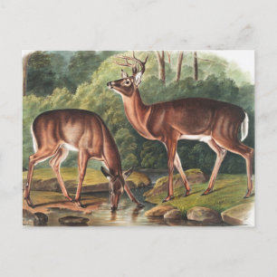 Virginian Deer (Cervus Virginianus) Illustration Postcard
