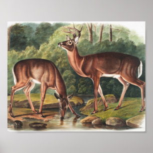 Virginian Deer (Cervus Virginianus) Illustration Poster