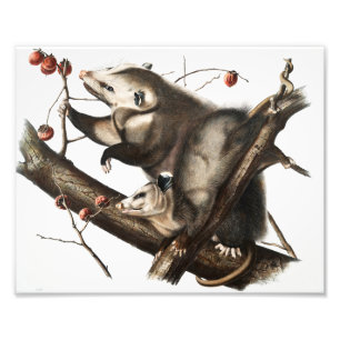 Virginian Opossum Didelphis Virginia Illustration Photo Print
