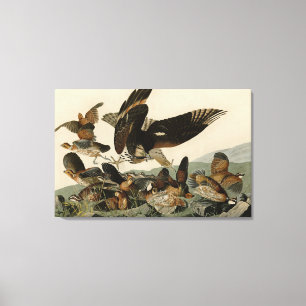 Virginian Partridge, Audubon's Birds of America Canvas Print