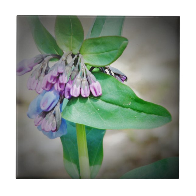 Virginina Bluebells Tile (Front)
