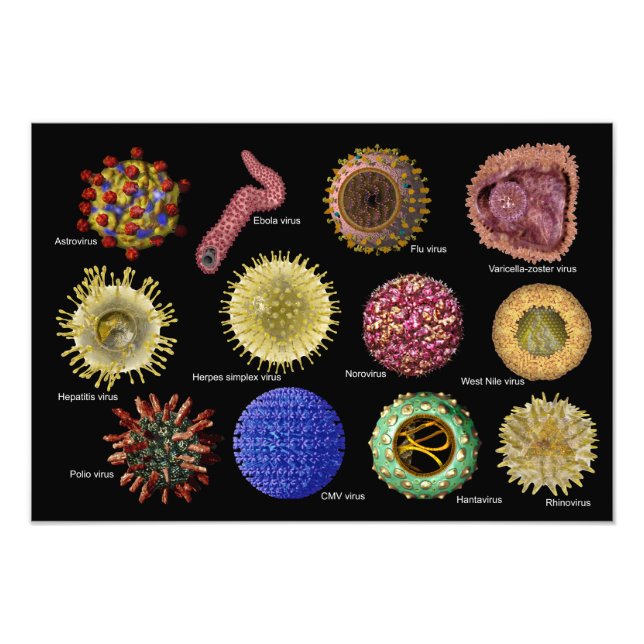 Viruses Photo Print (Front)