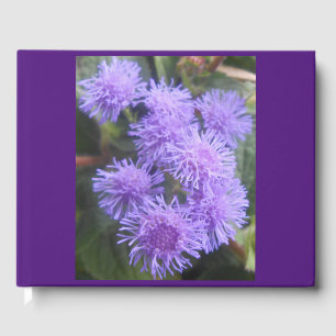 Viscountess, Guest Book
