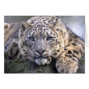 Vishnu Snow Leopard Card