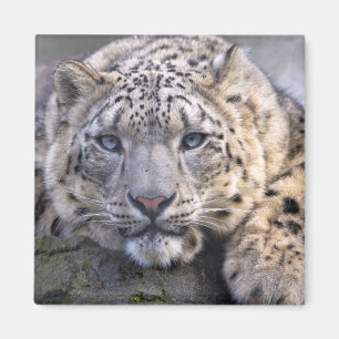 Vishnu Snow Leopard Magnet