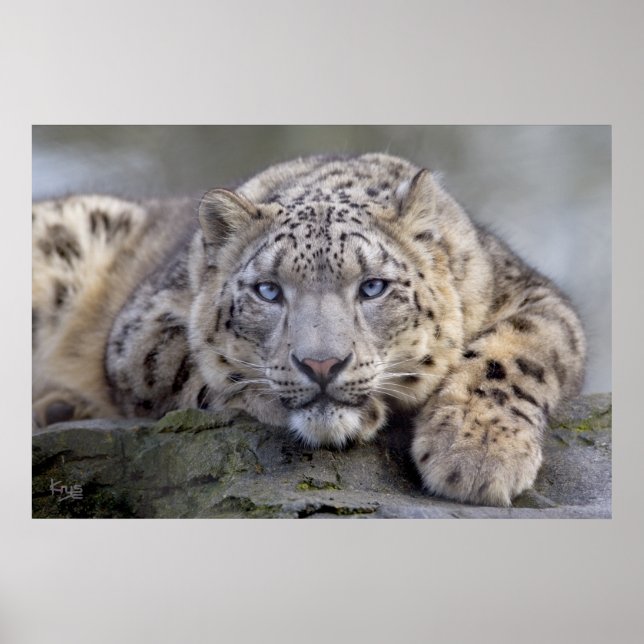 Vishnu Snow Leopard Print (Front)