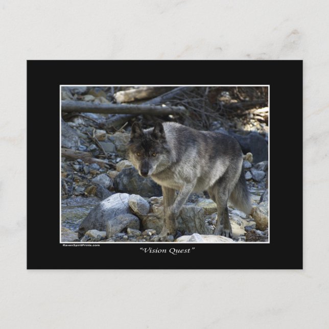 "Vision Quest" Grey Wolf Post Card (Front)