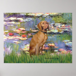Viszla 2 - Vizsla Poster