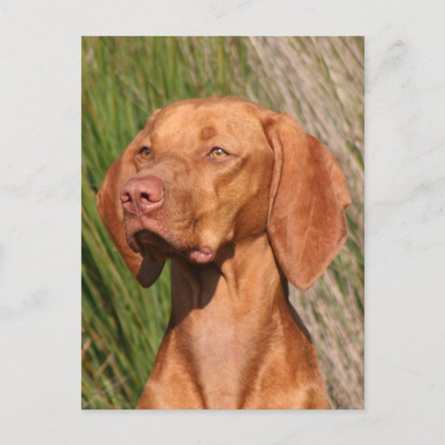 viszla postcard (Front)