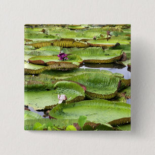 Vitoria Regis, giant water lilies in the Amazon 15 Cm Square Badge