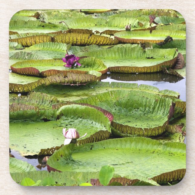 Vitoria Regis, giant water lilies in the Amazon Coaster (Front)