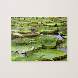 Vitoria Regis, giant water lilies in the Amazon Jigsaw Puzzle