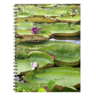 Vitoria Regis, giant water lilies in the Amazon Spiral Notebook