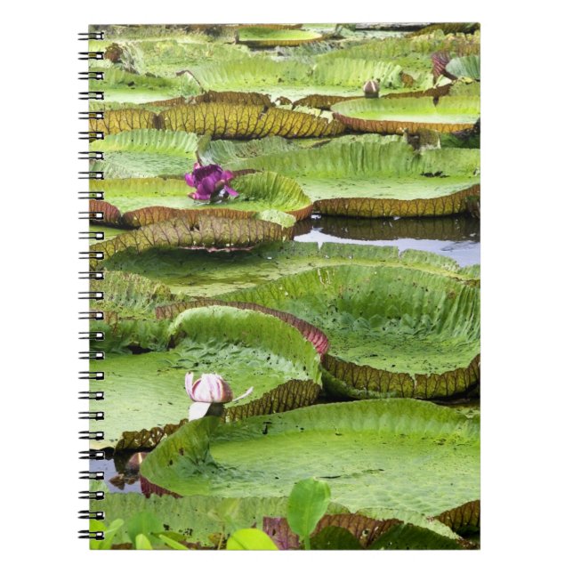 Vitoria Regis, giant water lilies in the Amazon Spiral Notebook (Front)