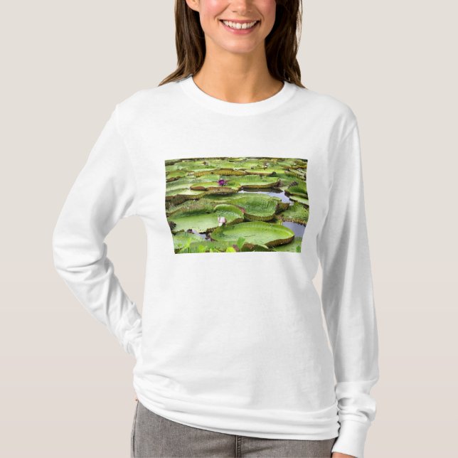 Vitoria Regis, giant water lilies in the Amazon T-Shirt (Front)