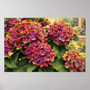Vivid Magenta Hydrangeas in Golden Garden Light Poster