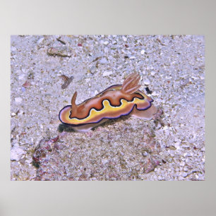 Vivid Nudibranch Poster