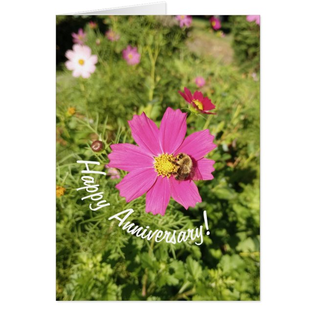 Vivid Pink Cosmos Flower Anniversary Card (Front)