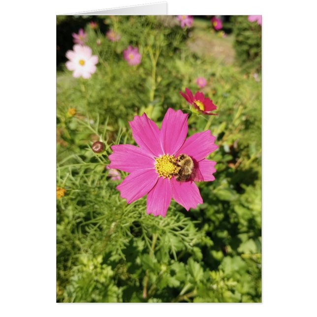 Vivid Pink Cosmos Flower Blank Card (Front)