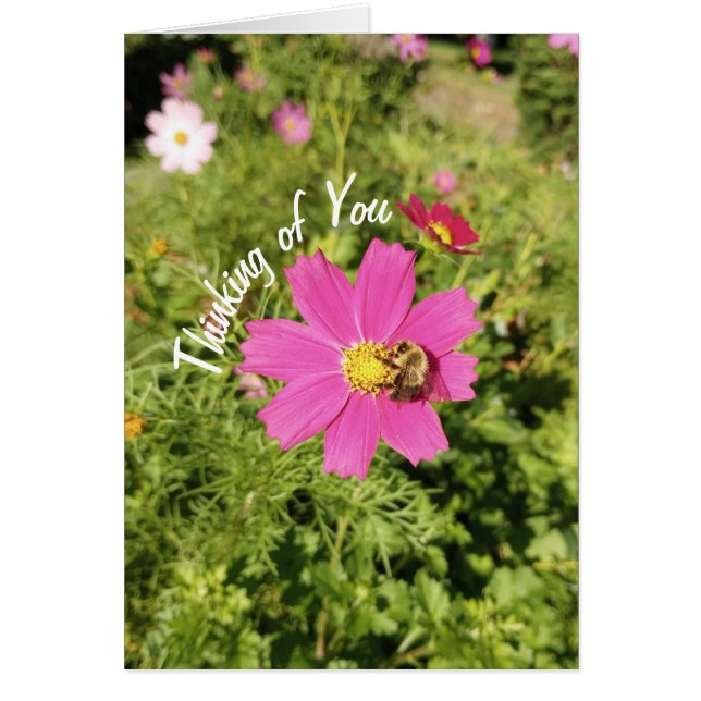Vivid Pink Cosmos Flower Thinking of You Card (Front)