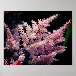 Vivid Pink Flowers Close Up Poster
