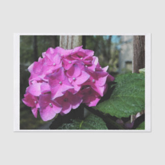 Vivid Pink Hydrangea Tissue Paper