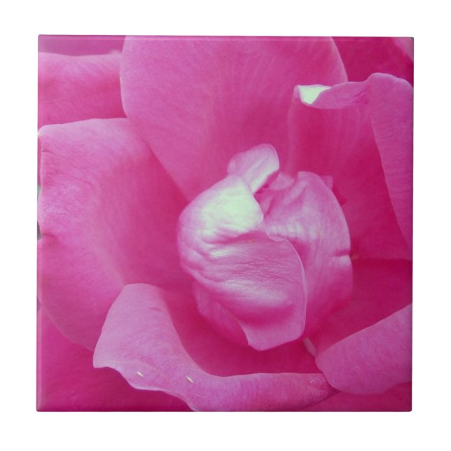 Vivid Pink Rose Photo Ceramic Tiles (Front)