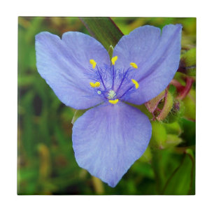 Vivid Purple Spiderwort Floral Photo Ceramic Tiles