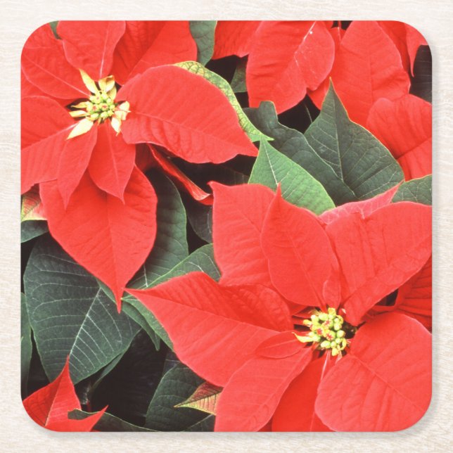 Vivid Red Christmas Poinsettias Square Paper Coaster (Front)