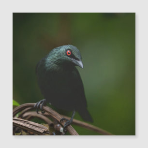 Vivid Red Eyes of the Asian Glossy Starling