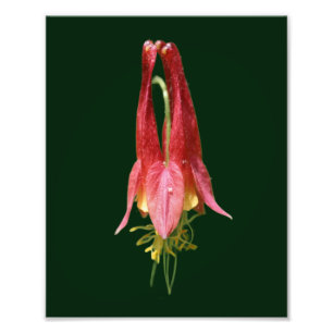 Vivid Red Wild Columbine Flower 8x10 Photo Print