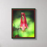 Vivid Red Wild Columbine Flower 