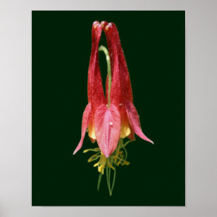 Vivid Red Wild Columbine Flower Poster