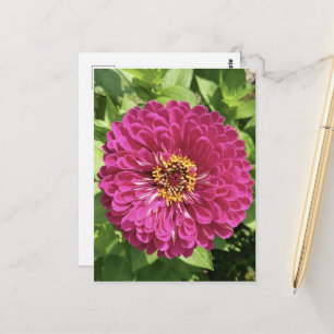 Vivid Zinnia Flower Photo Postcard